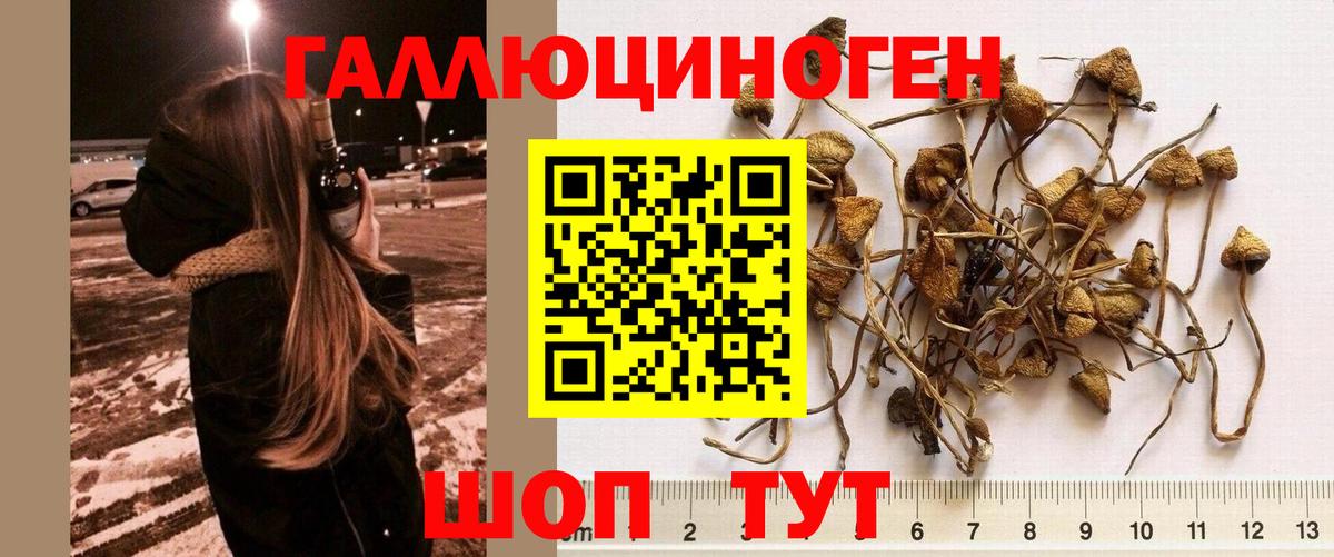 Галлюциногенные грибы Psilocybine cubensis  Вход с VPN  Канск 